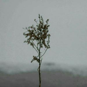 免费观看黄色电影
